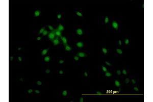 Immunofluorescence of monoclonal antibody to KLF11 on NIH/3T3 cell. (KLF11 Antikörper  (AA 404-512))