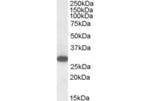 ABIN185237 (1µg/ml) staining of Human Peripheral Blood Mononucleocytes lysate (35µg protein in RIPA buffer). (RGS18 Antikörper  (C-Term))