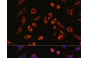 Immunofluorescence analysis of L929 cells using TP53I13 Polyclonal Antibody at dilution of 1:100.