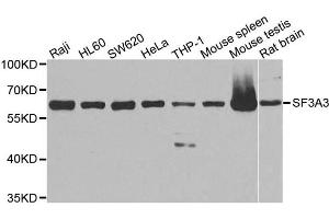 Western Blotting (WB) image for anti-Splicing Factor 3a, Subunit 3, 60kDa (SF3A3) antibody (ABIN1874748) (SF3A3 Antikörper)
