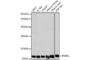 Western blot analysis of extracts of various cell lines, using FREM1 antibody (ABIN7267259) at 1:1000 dilution.