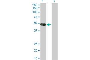 Western Blot analysis of NKX2-5 expression in transfected 293T cell line by NKX2-5 monoclonal antibody (M03), clone 3A7.