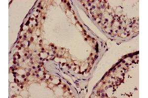 Immunohistochemistry of paraffin-embedded human testis tissue using ABIN7165721 at dilution of 1:100