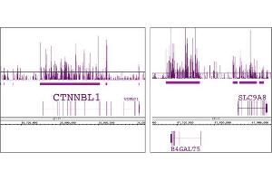 Histone H3K9me1 antibody (pAb) tested by ChIP-chip. (Histone 3 Antikörper  (meLys9))