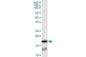 Immunoprecipitation (IP) image for anti-Prostaglandin E Synthase (PTGES) (AA 1-152) antibody (ABIN523024)