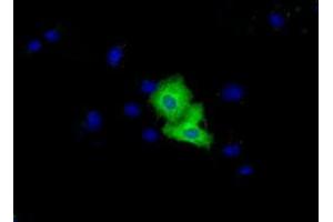 Immunofluorescence (IF) image for anti-Von Willebrand Factor A Domain Containing 5A (VWA5A) antibody (ABIN1501748) (VWA5A Antikörper)