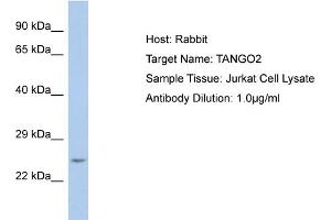 Host: Rabbit Target Name: TANGO2 Sample Type: Jurkat Whole Cell lysates Antibody Dilution: 1. (C22orf25 Antikörper  (Middle Region))