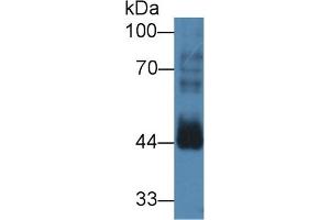 Detection of CCNB2 in Mouse Testis lysate using Polyclonal Antibody to Cyclin B2 (CCNB2)