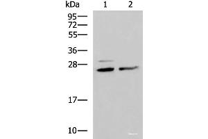 Western blot analysis of Hela and K562 cell lysates using SNRPB2 Polyclonal Antibody at dilution of 1:1600 (SNRPB2 Antikörper)