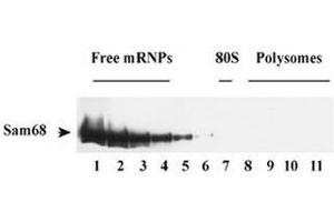 Sam68 associated with polysomal RNA and RNA granules.