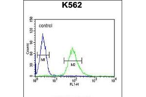 Flow cytometric analysis of K562 cells (right histogram) compared to a negative control cell (left histogram). (ARHGAP17 Antikörper  (N-Term))