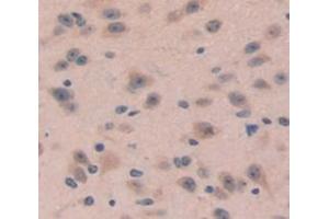IHC-P analysis of Mouse Tissue, with DAB staining. (DKK4 Antikörper  (AA 37-141))
