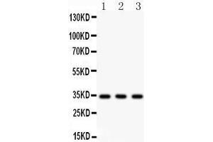 Anti- Caspase-7 Picoband antibody, Western blotting All lanes: Anti Caspase-7 at 0. (Caspase 7 Antikörper  (AA 117-198))