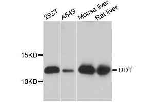 Western blot analysis of extracts of various cell lines, using DDT antibody. (DDT Antikörper  (AA 1-118))