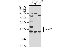 Western blot analysis of extracts of various cell lines, using MMP7 antibody (ABIN3021102, ABIN3021103, ABIN3021104, ABIN1513214 and ABIN6213952) at 1:1000 dilution.