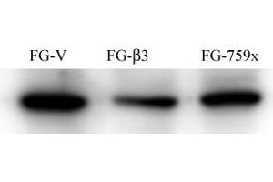 Western Blotting (WB) image for anti-Proto-oncogene tyrosine-protein kinase Src (Src) antibody (ABIN387822)