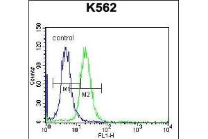 FSHB/FSH Antibody (Center) (ABIN656979 and ABIN2846162) flow cytometric analysis of K562 cells (right histogram) compared to a negative control cell (left histogram). (FSHB Antikörper  (AA 36-64))