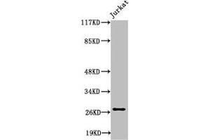 Western Blot analysis of Jurkat cells using Cleaved-Tumstatin (P1426) Polyclonal Antibody (COL4a3 Antikörper  (Cleaved-Pro1426))