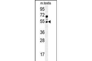 GABRG2 Antibody (Center) (ABIN654148 and ABIN2844015) western blot analysis in mouse testis tissue lysates (15 μg/lane). (GABRG2 Antikörper  (AA 198-224))