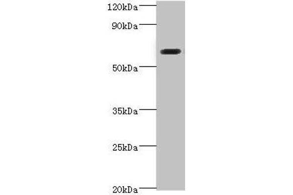 SHC4 anticorps  (AA 1-185)