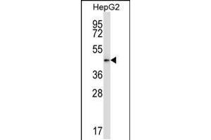 Western blot analysis in HepG2 cell line lysates (35ug/lane). (PDK2 Antikörper  (N-Term))