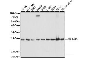 Western blot analysis of extracts of various cell lines using ARHGDIA Polyclonal Antibody at dilution of 1:1000. (ARHGDIA Antikörper)
