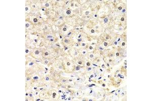 Immunohistochemistry (Paraffin-embedded Sections) (IHC (p)) image for anti-FK506 Binding Protein 4, 59kDa (FKBP4) (AA 220-459) antibody (ABIN6140658)