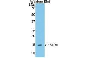 Western Blotting (WB) image for anti-Serpin Peptidase Inhibitor, Clade G (C1 Inhibitor), Member 1 (SERPING1) (AA 211-331) antibody (ABIN7431431)