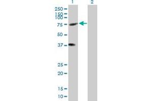 Western Blot analysis of KIFC3 expression in transfected 293T cell line by KIFC3 MaxPab polyclonal antibody. (KIFC3 Antikörper  (AA 1-687))