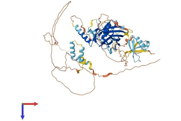 GRHL3 Protein (AA 1-626) (His tag)