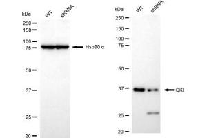 Western blotting analysis using QKI antibody (ABIN7800036).
