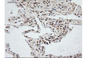 Image no. 2 for anti-Neurotrophin 3 (NTF3) (AA 139-257) antibody (ABIN1490920) (Neurotrophin 3 Antikörper  (AA 139-257))