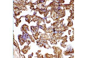 Anti- HSP27 antibody, IHC(F) IHC(F): Human Placenta Tissue (HSP27 Antikörper  (AA 1-205))