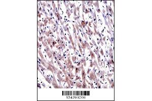 EGLN3 Antibody immunohistochemistry analysis in formalin fixed and paraffin embedded human heart tissue followed by peroxidase conjugation of the secondary antibody and DAB staining. (EGLN3 Antikörper  (C-Term))