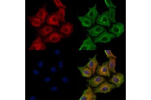 ABIN7094413 and ABIN7098460 staining HepG2 cells by IF/ICC.