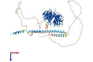 NEDD1 Protein (AA 1-660) (His tag)