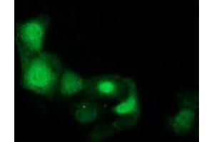 Anti-CDK2 mouse monoclonal antibody (ABIN2454506) immunofluorescent staining of COS7 cells transiently transfected by pCMV6-ENTRY CDK2 (RC200494). (CDK2 Antikörper)