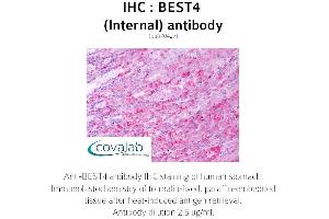 Image no. 1 for anti-Bestrophin 4 (BEST4) (Internal Region) antibody (ABIN1732306) (Bestrophin 4 Antikörper  (Internal Region))