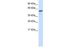 WB Suggested Anti-FOXI1 Antibody Titration:  0. (FOXI1 Antikörper  (Middle Region))