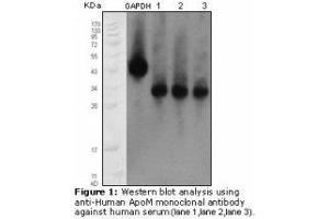 Image no. 1 for anti-Apolipoprotein M (APOM) antibody (ABIN232123) (Apolipoprotein M Antikörper)