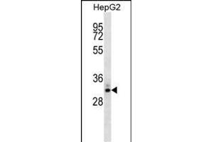 STC2 Antibody (ABIN1539810 and ABIN2843801) western blot analysis in HepG2 cell line lysates (35 μg/lane). (Stanniocalcin 2 Antikörper)