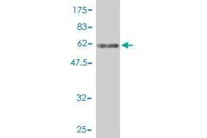 Western Blot detection against Immunogen (63.