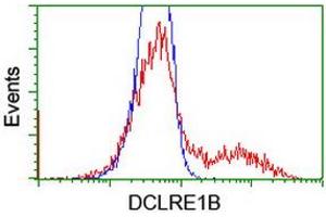 HEK293T cells transfected with either RC205744 overexpress plasmid (Red) or empty vector control plasmid (Blue) were immunostained by anti-DCLRE1B antibody (ABIN2454181), and then analyzed by flow cytometry.