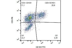 Surface staining of CD103 on PHA-activated PBMC with anti-CD103 (Ber-ACT8) FITC. (CD103 Antikörper  (FITC))