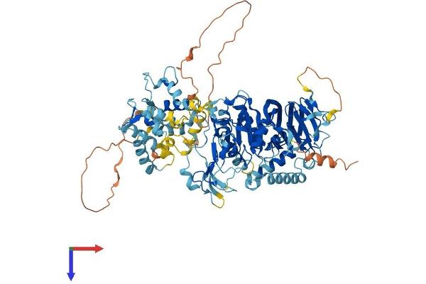 DGKB Protein (AA 1-802) (His tag)