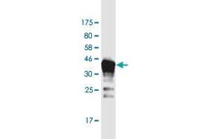 Western Blotting (WB) image for anti-DAZ Associated Protein 2 (DAZAP2) (AA 1-168) antibody (ABIN1327145)