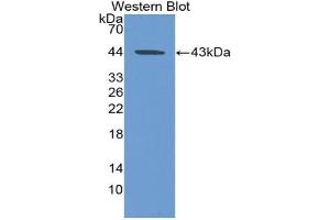 Western Blotting (WB) image for Pepsinogen C (PGC) ELISA Kit (ABIN6574145)