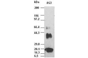 VEGF antibody (4G3) at 1:5000 dilution + Recombinant human VEGF165 (VEGF Antikörper  (AA 27-233))