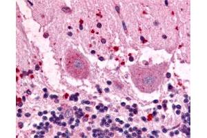 Immunohistochemical (Formalin/PFA-fixed paraffin-embedded sections) staining of human brain with GPR3 polyclonal antibody .