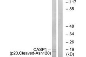 Western blot analysis of extracts from rat eye cells, using Caspase 1 (p20,Cleaved-Asn120) Antibody.